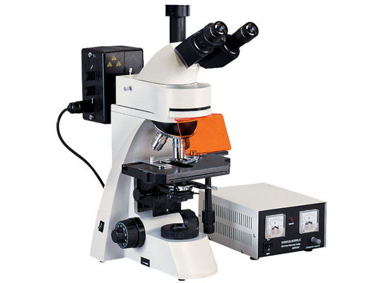 Wide View Field L3001 Epifluorescent Microscope With Transmitted Field Observation
